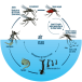 Cycle_biologique (1)-Photoroom